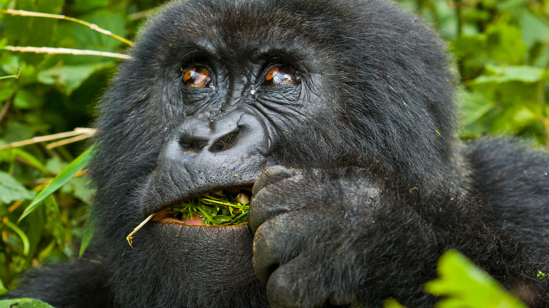4-Days-Rwanda-Gorilla-Trekking