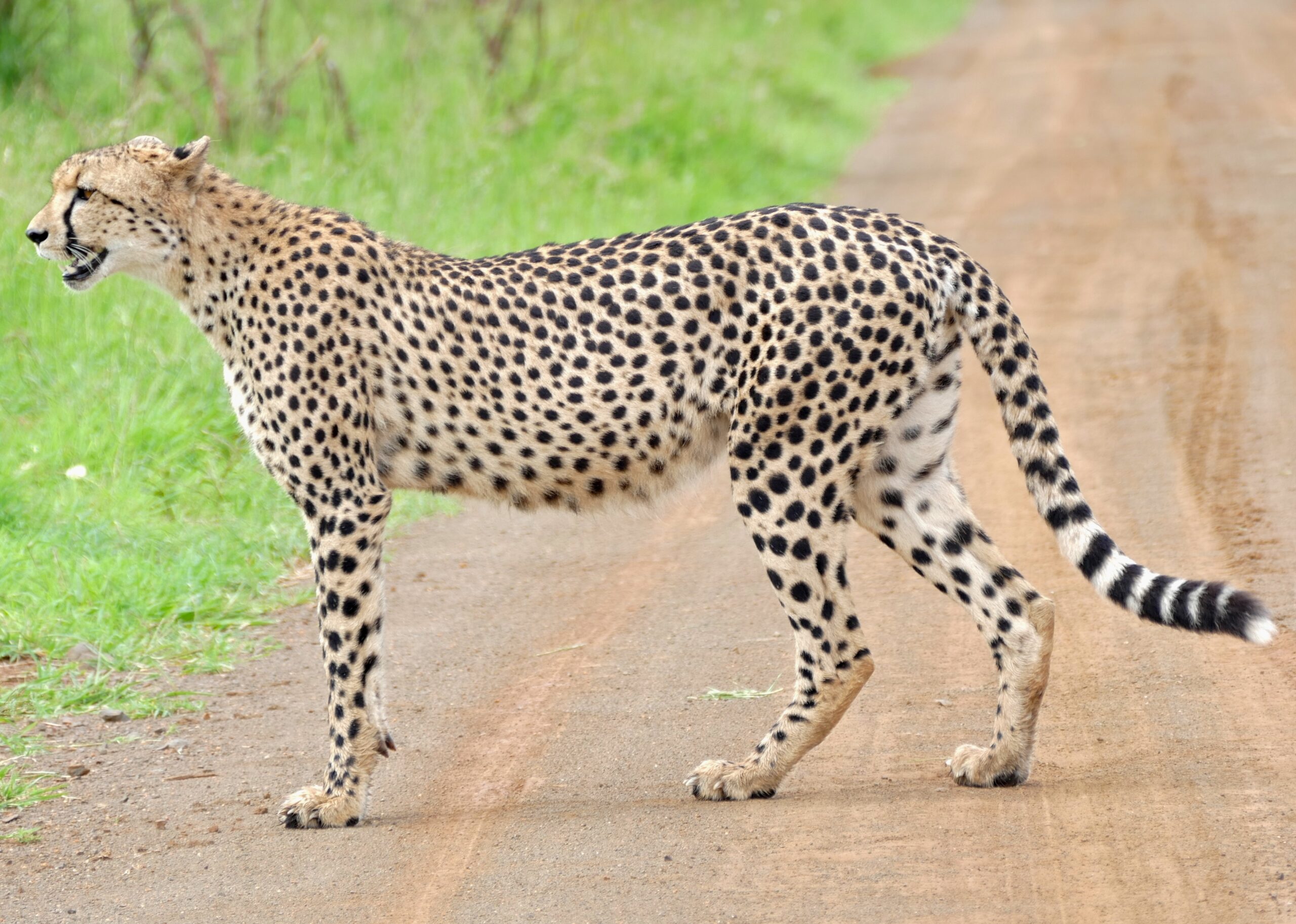 Cheetah_(Acinonyx_jubatus)_on_the_road