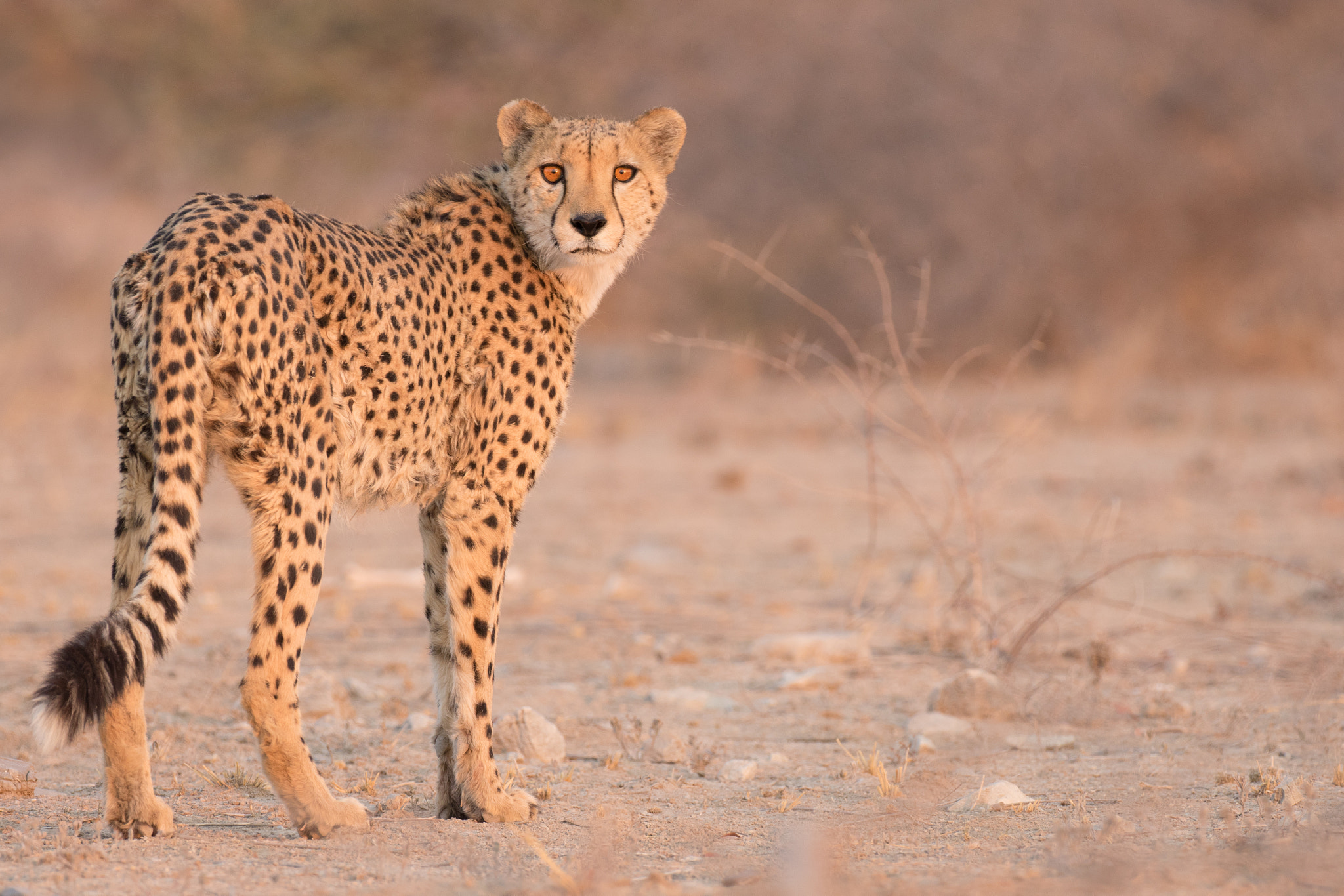 Cheetah_Namibia