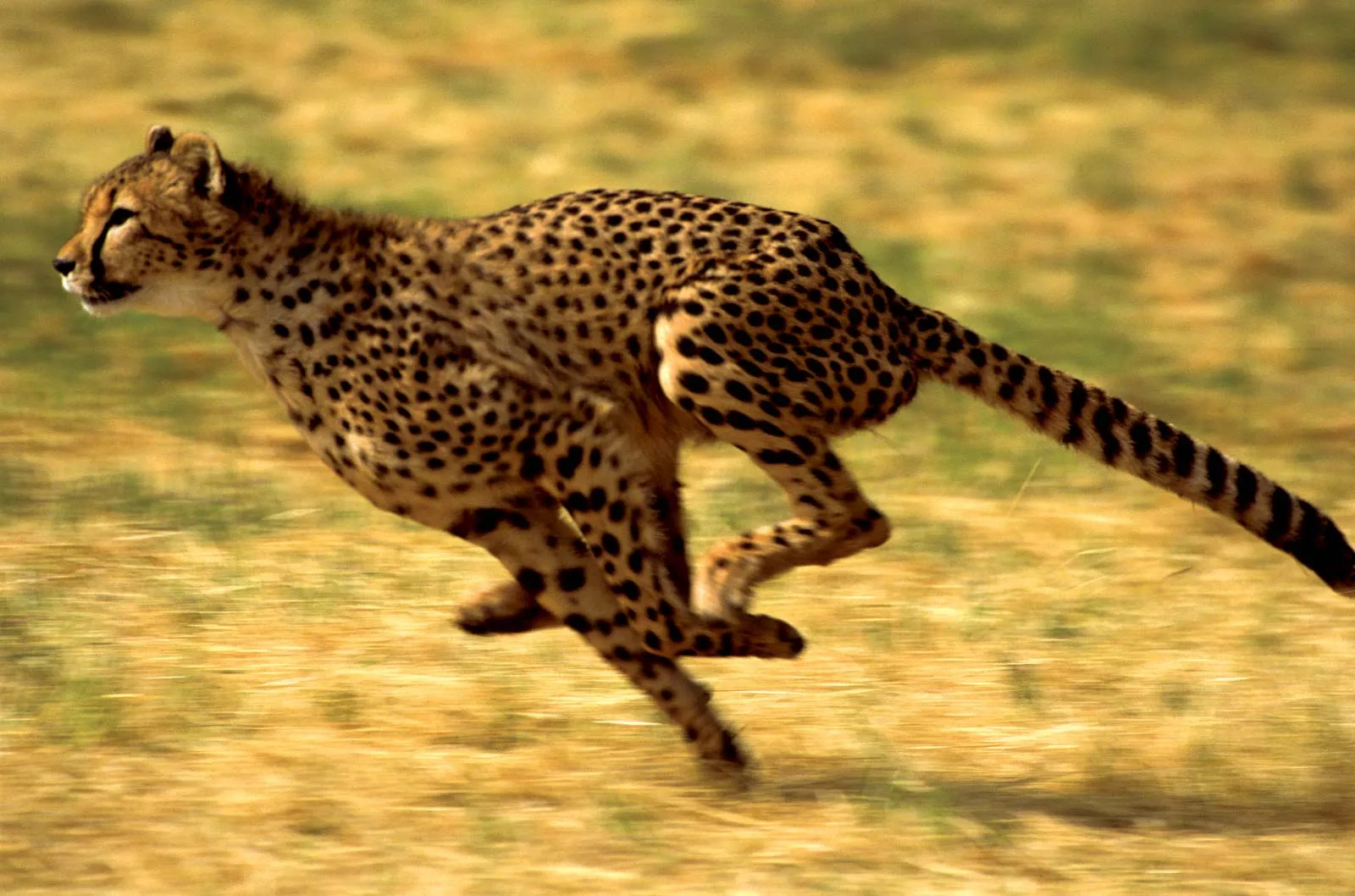African cheetahs in India after deal with Namibia