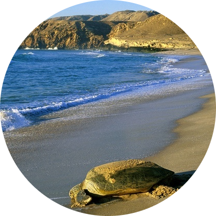 https://www.bicconsultants.xyz/wp-content/uploads/2022/07/ecotourism-oman-middleeast.png