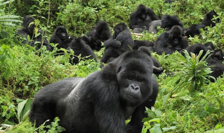gorillas-in-their-natural-habitat-ktpress-rwanda-2017